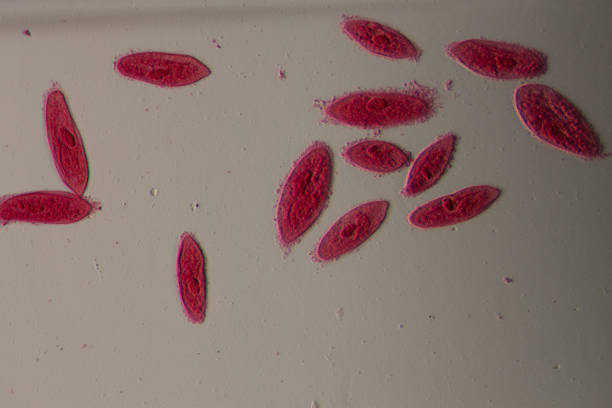istock animal  conjugation of Paramecium caudatum 187809196