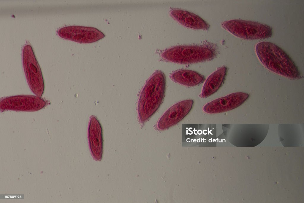 animal  conjugation of Paramecium caudatum microscopy micrograph animal, conjugation of Paramecium caudatum, magnification 100X Paramecium Caudatum Stock Photo