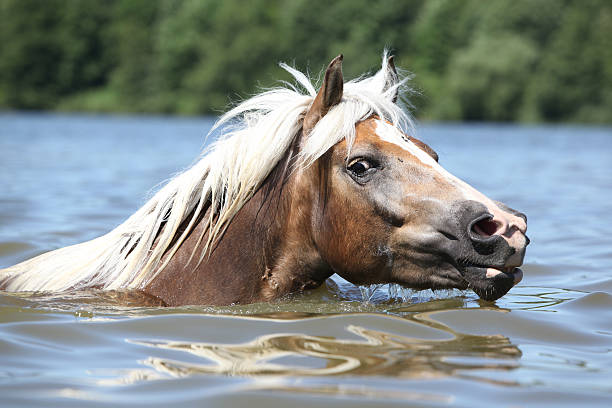 Blond haflinger swimming and looking at you stock photo