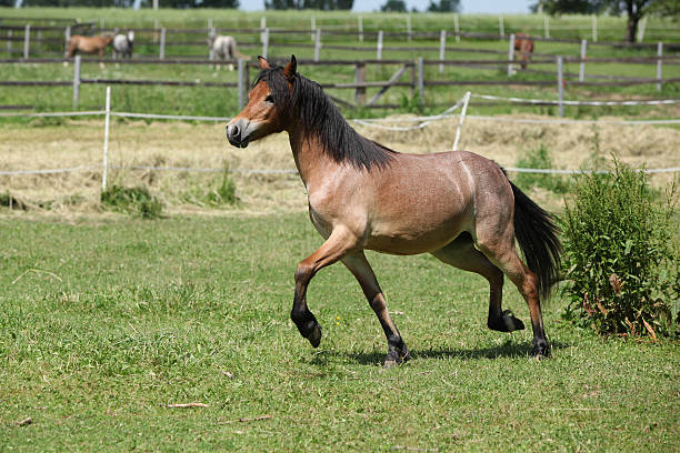 istock Young welsh mountain pony mare running 187809322