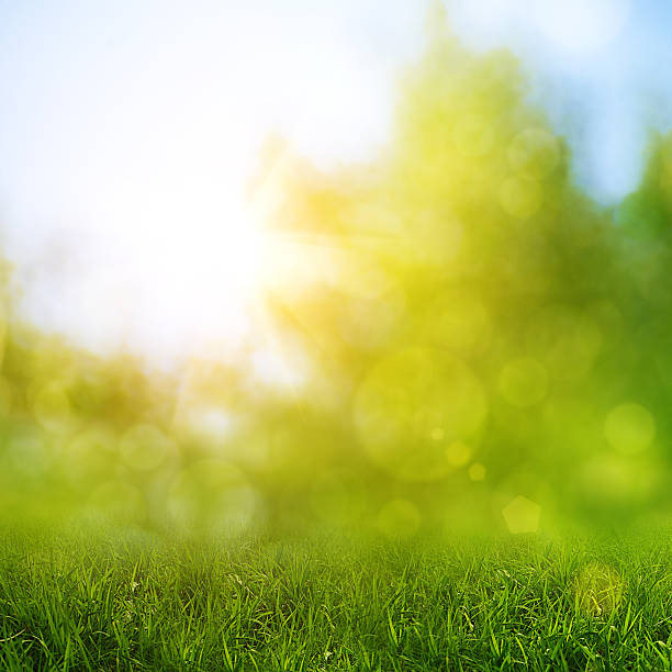 istock Abstract natural backgrounds with beauty bokeh 187809341