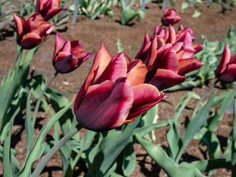 Unique tulip 'Slawa' blooming with dark red flower that has a pink edge with an orange glow which fades to silver-white as the flower matures in the garden