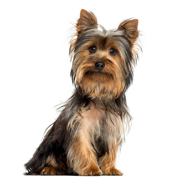 istock Yorkshire terrier sitting, looking at the camera, isolated 187809680