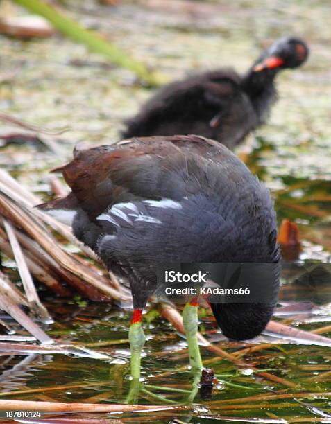 Photo libre de droit de Common Gallinule Pouledeau Avec Bébé banque d'images et plus d'images libres de droit de Canard - Oiseau aquatique - Canard - Oiseau aquatique, Couleur noire, Couleur verte