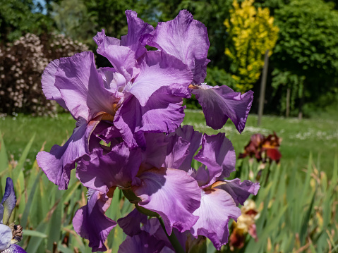 Close-up shot of the bearded iris or German bearded iris (Iris × germanica) 'Amethyst Flame' blooming with large, ruffled lilac flower with a flame-colored haft in the garden