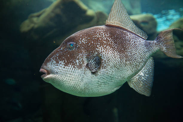 istock Exotic fish in an aquarium 1878109307
