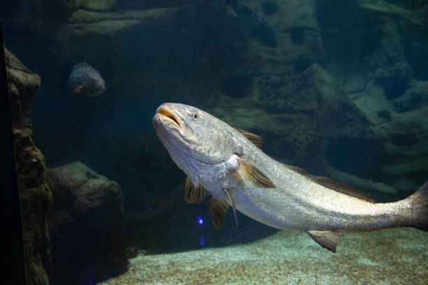 istock Exotic fish in an aquarium 1878112972
