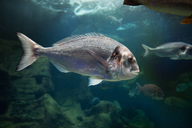 istock Exotic fish in an aquarium 1878115001