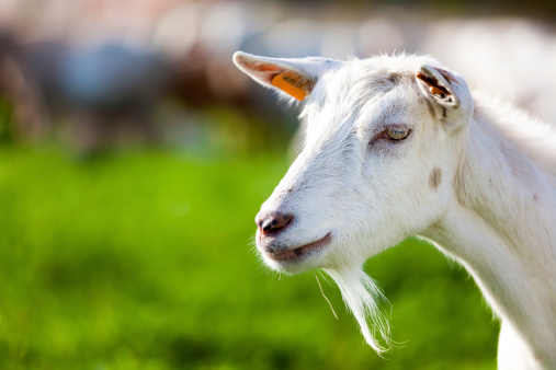 The goat is a mammal belonging to the even-toed ungulates , and within the Bovidae .The word comes from Germanic goat gait - z and is probably related to Latin hædus ' young goat '