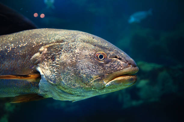 istock Exotic fish in an aquarium 1878118038