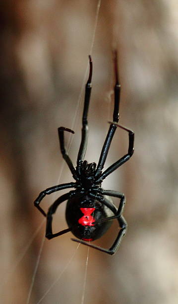 Black Widow Spider with Red Hourglass Arkansas black widow spider photos stock pictures, royalty-free photos & images