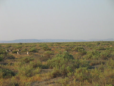 in the territory of Azerbaijan, Goitered gazelles among the grass in distant landscape #1