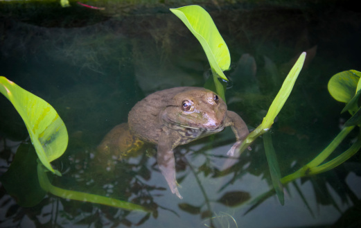 common frog on  water pond