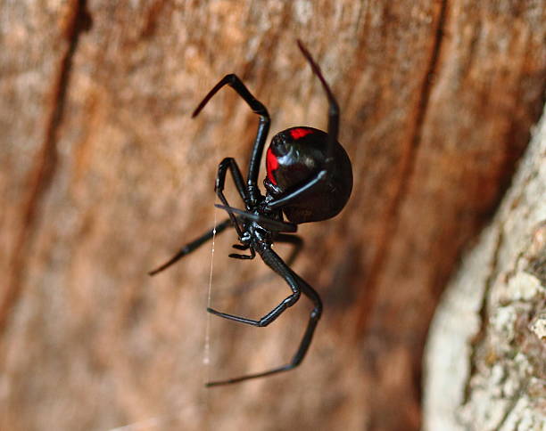 Black Widow Spider on Log Arkansas black widow spider photos stock pictures, royalty-free photos & images