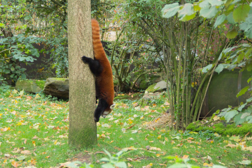 A red panda climbs down a tree and makes it look so easy.