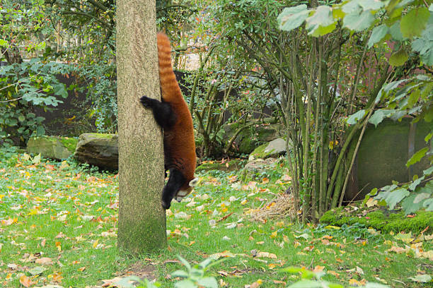 Red Panda upside down stock photo
