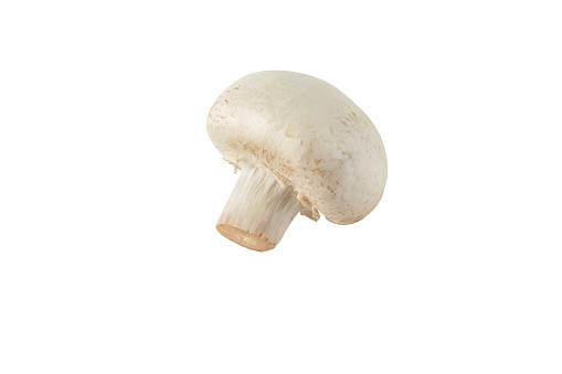White champignon mushroom button isolated on white. Agaricus bisporus. Immature fruit body side view.