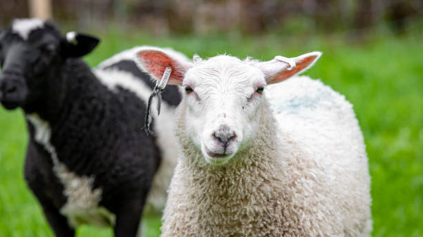 istock A sheep watching the camera, Kausala, Finland. 1878154571