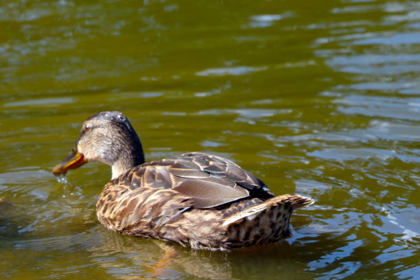 istock Selective focus, a wild duck swims on the pond. 1878156941