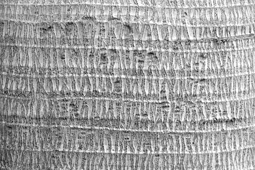 The gray texture of the bark of a tree in a forest or park