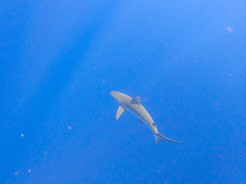 Top down view of shark swimming near Kauai, Hawaii