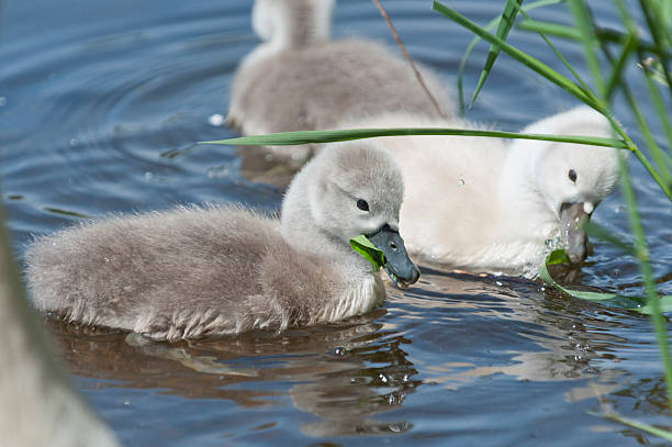 istock mute swan , Cygnus olor,  chicken 187817056