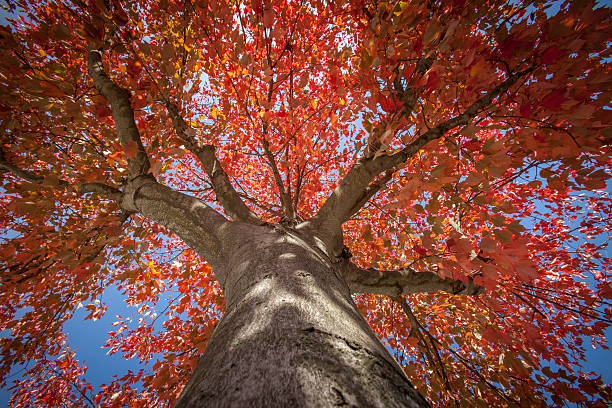 istock Looking Straight up at Back Lit Autumn Red Maple Tree 187817478