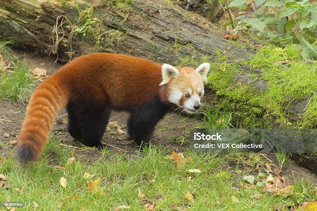 Red Panda At Tree Trunk Stock Photo - Download Image Now - Animal, Animal  Hair, Animal Wildlife - iStock