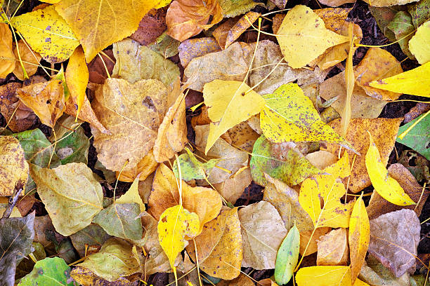 istock Autumn colorful leaves as background. 187820813