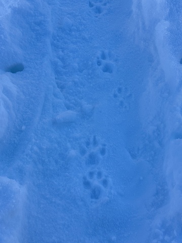 Dog paw prints in snow