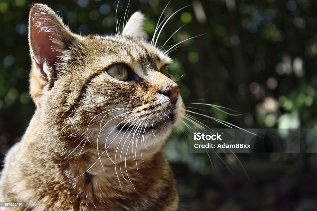 Looking cat Cat kitten gaze regard glance look hunt sweet face lying Domestic Cat Stock Photo