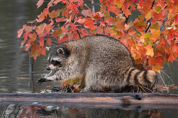 Raccoon (Procyon lotor) Washes Paws stock photo