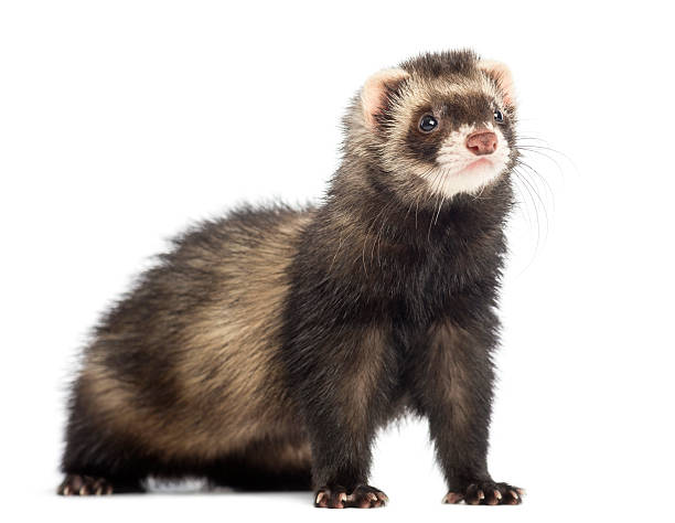 istock Young Ferret, isolated on white 187823591