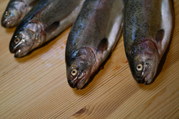 Rainbow trout - fish on plate with lemon