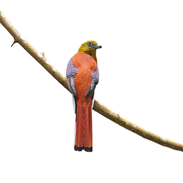 Orange-breasted Trogon Birds Orange-breasted Trogon Birds on branch, white background trogon stock pictures, royalty-free photos & images