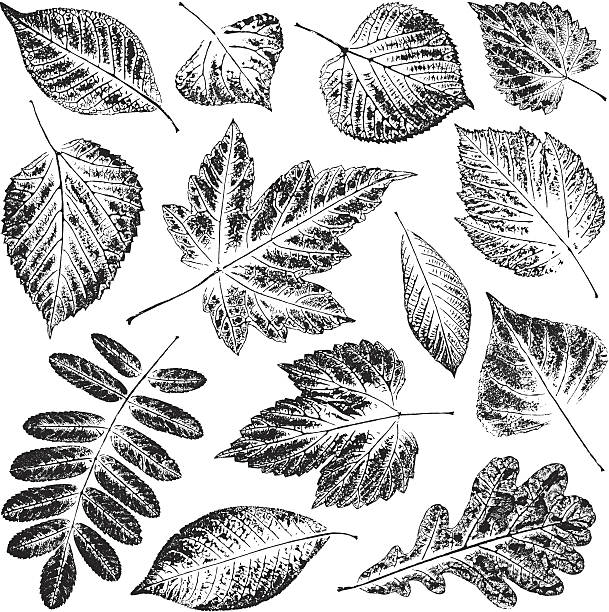 Black and white pictures of leaves in white background Set of leaves. Paint, stamp on a paper. printmaking technique illustrations stock illustrations