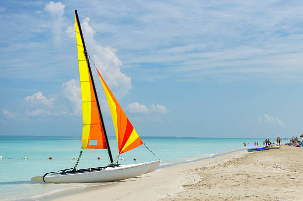 gato de mar - agua de jamaica fotografías e imágenes de stock