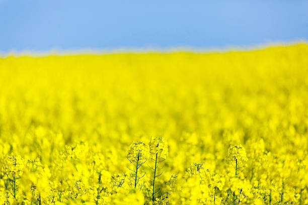 istock field of rapeseed 187826179