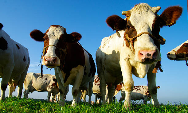 istock Dutch milk cows in close up 187826401