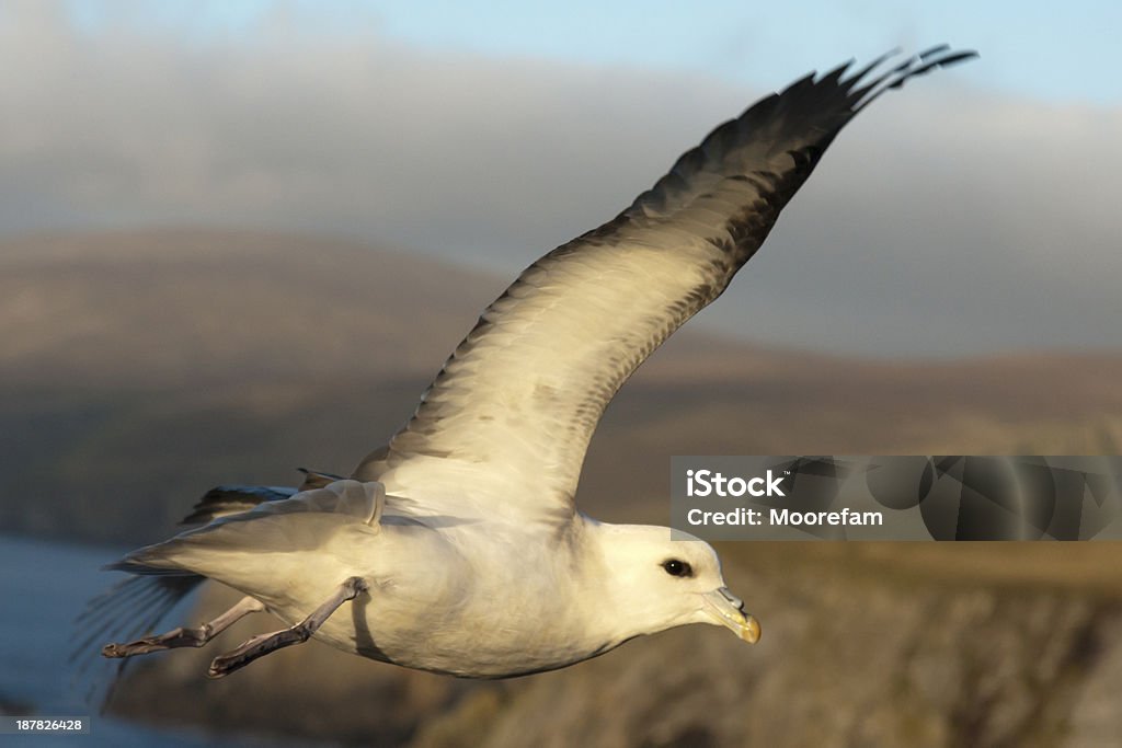 Fulmar dessus des falaises à Shetland - Photo de Fulmar libre de droits