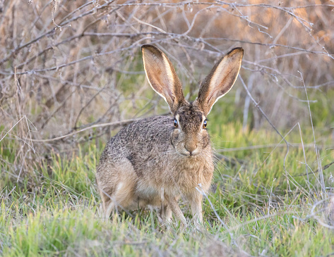 Alert Black-tailed Jackrabbit starring at the camera. Shoreline Lake and Park, Santa Clara County, California, USA.