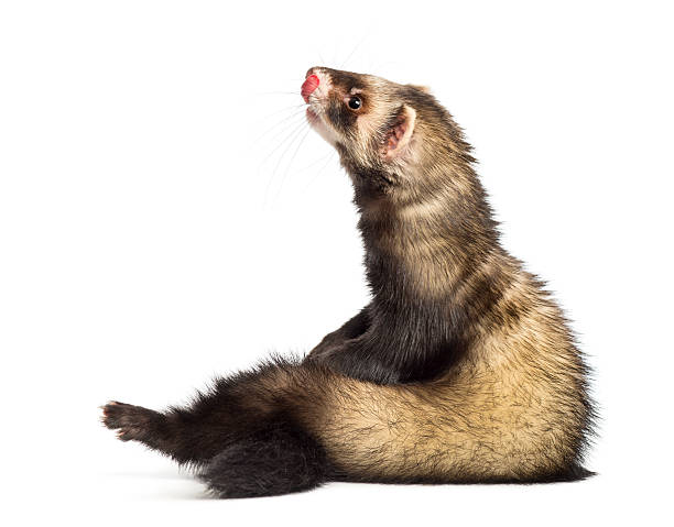 istock Ferret sitting, looking up, and licking, isolated on white 187828221