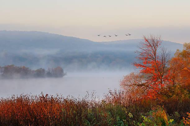 Photo of Fog Over Lake with Flying Geese