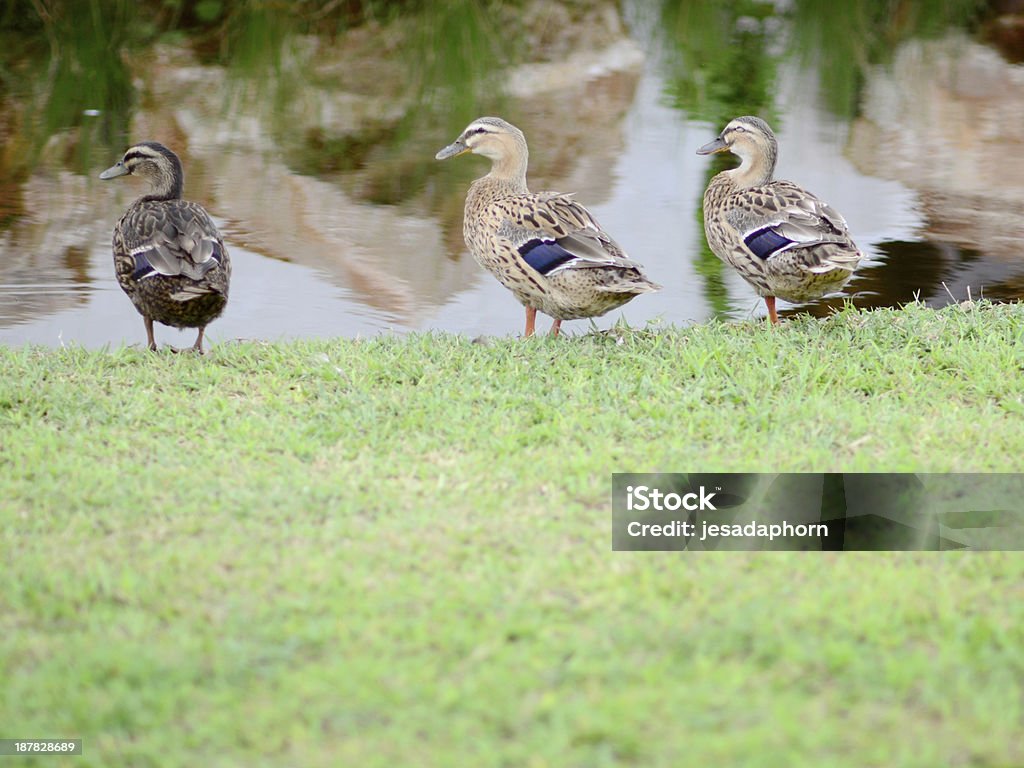 Canard par le marais - Photo de Asie libre de droits