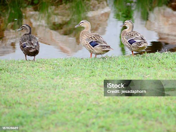 Photo libre de droit de Canard Par Le Marais banque d'images et plus d'images libres de droit de Asie - Asie, Canard - Oiseau aquatique, Champ