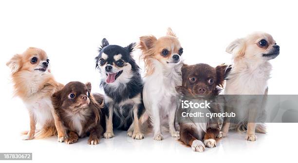 Chihuahuas - zdjęcia stockowe i więcej obrazów Bez ludzi - Bez ludzi, Białe tło, Biały