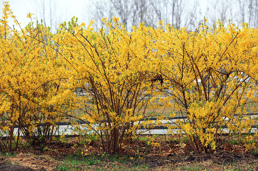 Blooming Forsythia flowers in a park, China