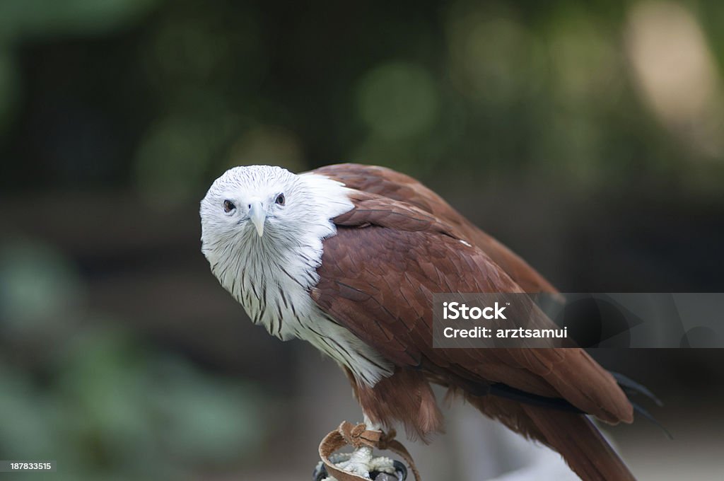 hawk - Foto de stock de A ver pájaros libre de derechos