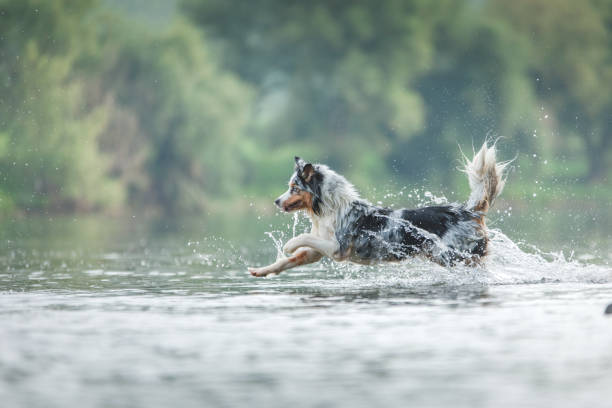 istock flying dog. Active australian shepherd jumping in the water 1878346813