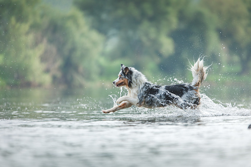 flying dog. Active australian shepherd jumping in the water. Active holiday with a pet